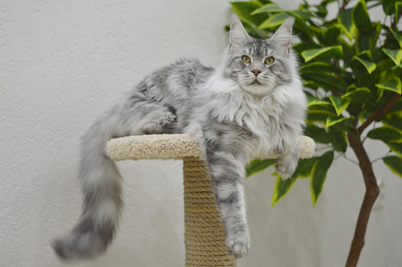 Uragan Akbars - Adult maine-coon 1 year 8 months 2.5 weeks