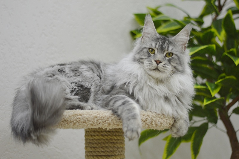 Uragan Akbars - Adult maine-coon 1 year 8 months 2.5 weeks