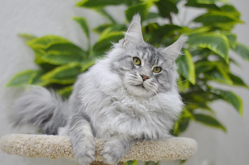 Uragan Akbars - Adult maine-coon 1 year 7 months 3 weeks