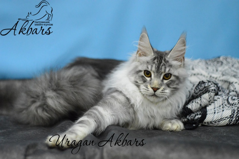 Uragan Akbars - Kitten maine-coon 4 months 2.5 weeks