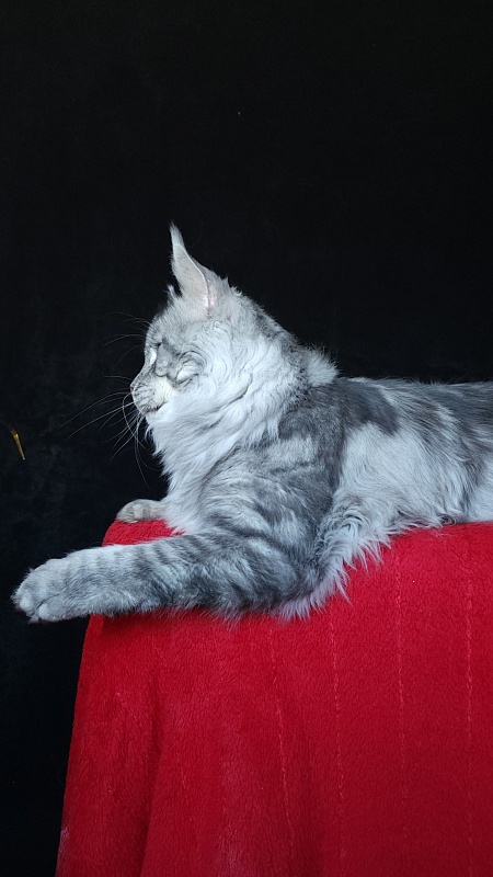 Uragan Akbars - Adult maine-coon 2 years 8 months 2 weeks