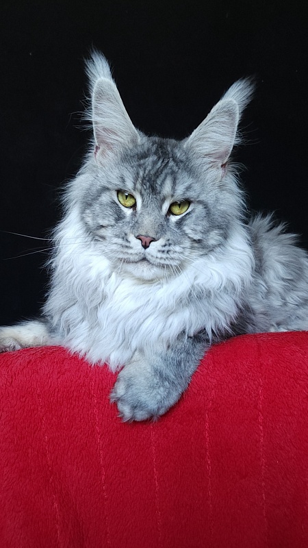 Uragan Akbars - Adult maine-coon 2 years 8 months 2 weeks