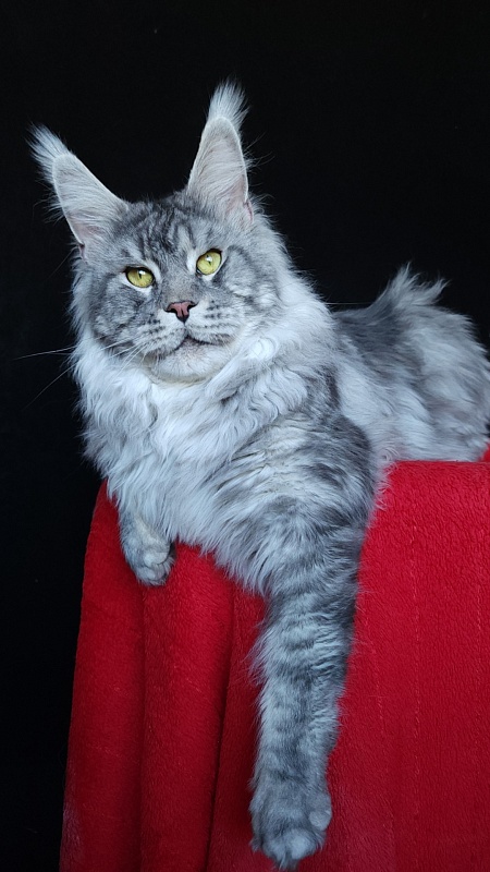 Uragan Akbars - Adult maine-coon 2 years 8 months 2 weeks