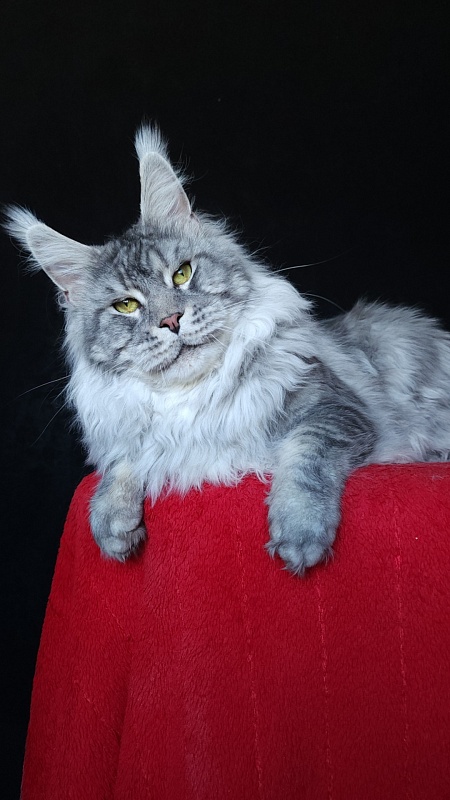 Uragan Akbars - Adult maine-coon 2 years 8 months 2 weeks