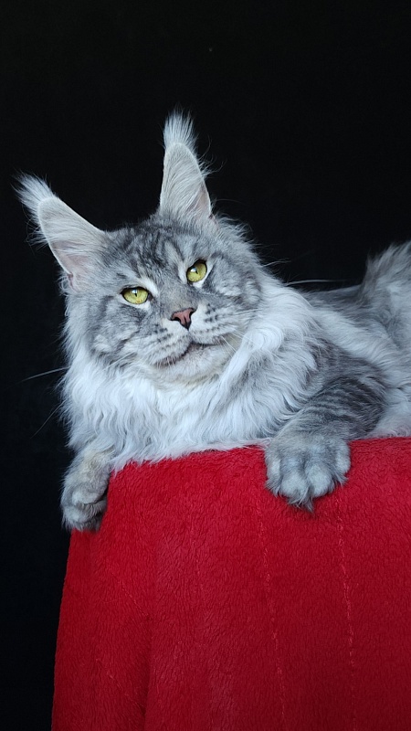 Uragan Akbars - Adult maine-coon 2 years 8 months 2 weeks