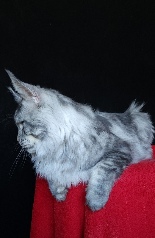 Uragan Akbars - Adult maine-coon 2 years 8 months 2 weeks