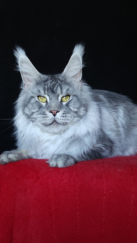 Uragan Akbars - Adult maine-coon 2 years 8 months 2 weeks
