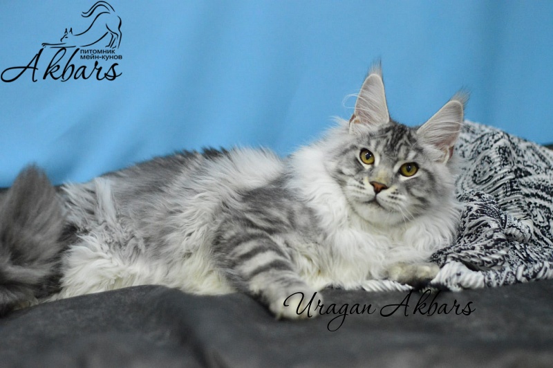 Uragan Akbars - Kitten maine-coon 4 months 2.5 weeks