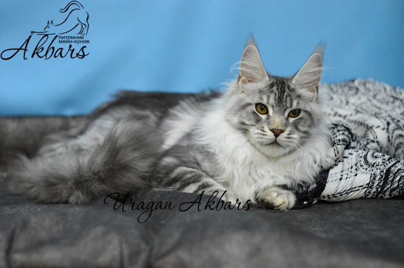 Uragan Akbars - Kitten maine-coon 4 months 2.5 weeks
