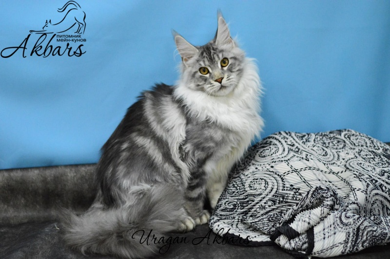 Uragan Akbars - Kitten maine-coon 4 months 2.5 weeks