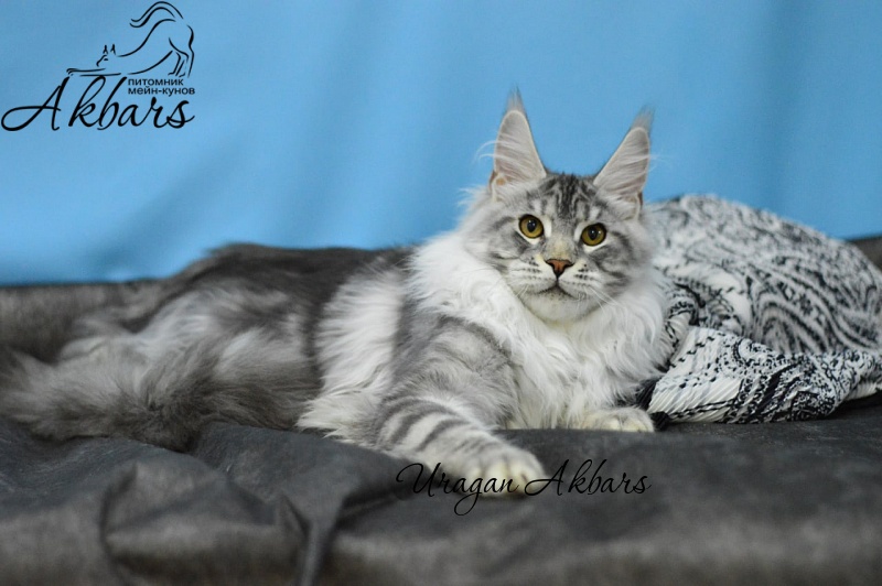 Uragan Akbars - Kitten maine-coon 4 months 2.5 weeks