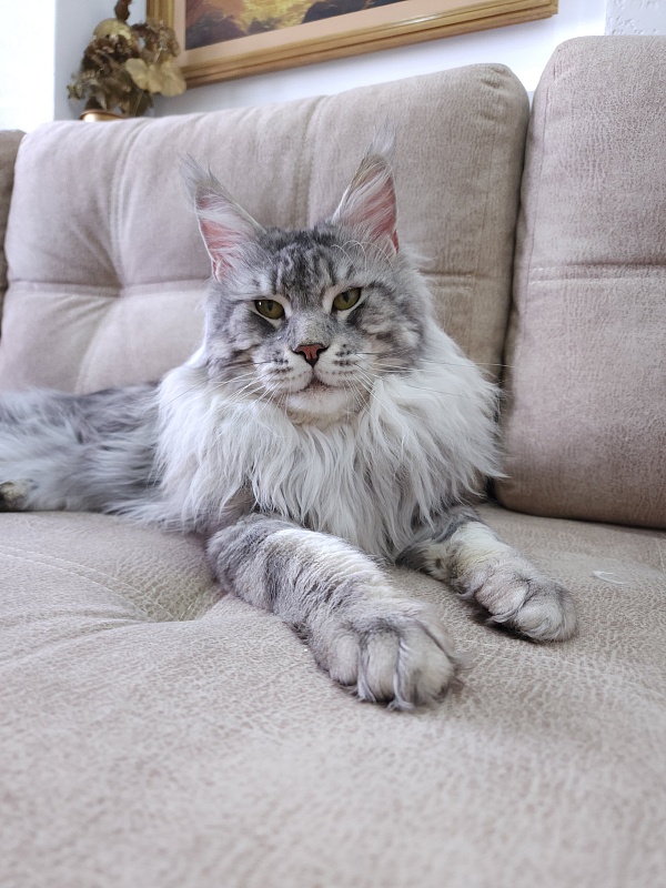 Uragan Akbars - Adult maine-coon 2 years 11 months 1 week