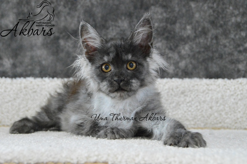 Uma Thurman Akbars - Kitten maine-coon 1 month 2 weeks