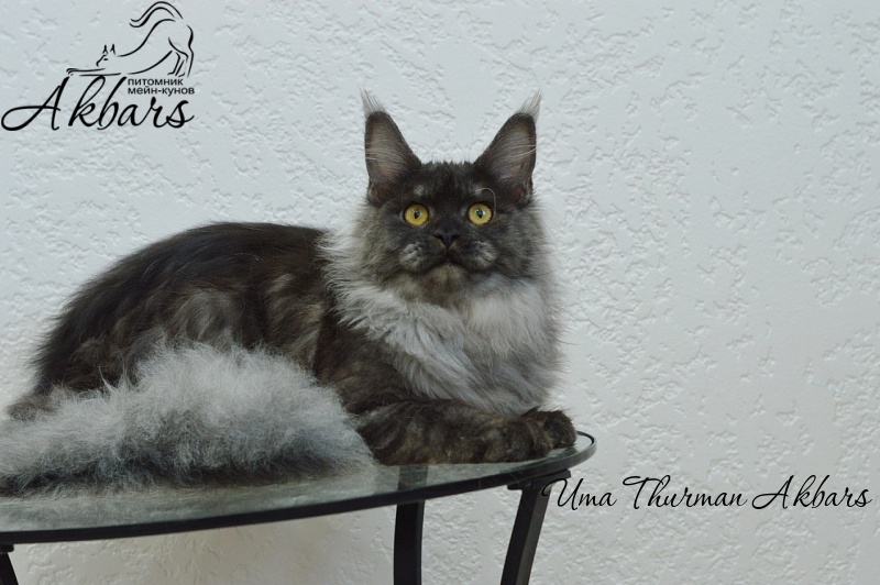 Uma Thurman Akbars - Junior maine-coon 7 months 3.5 weeks