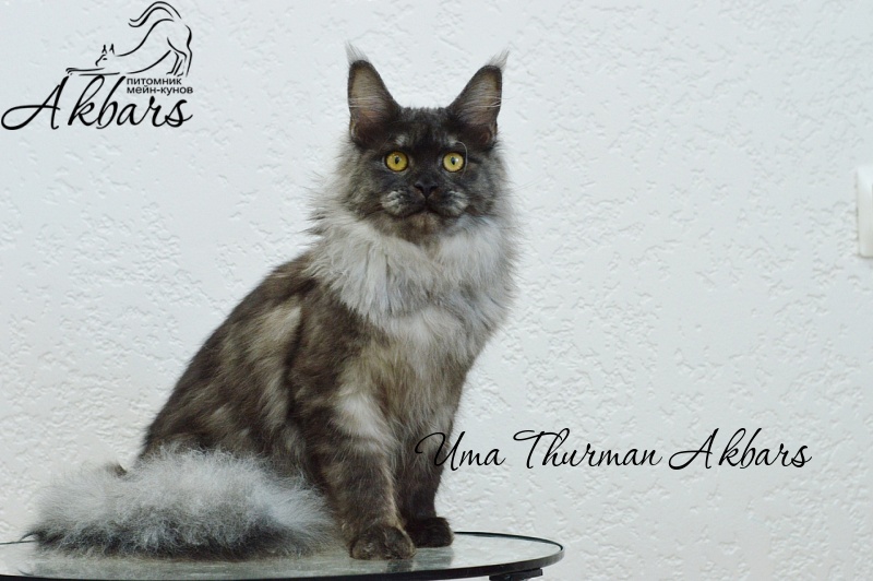 Uma Thurman Akbars - Junior maine-coon 7 months 3.5 weeks