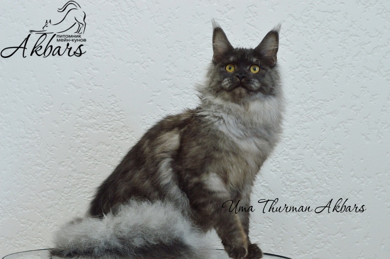 Uma Thurman Akbars - Junior maine-coon 7 months 3.5 weeks