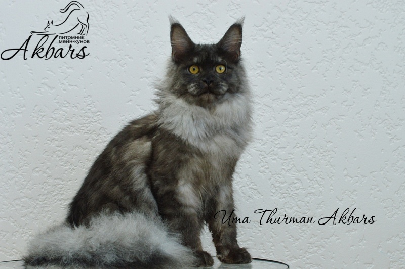 Uma Thurman Akbars - Junior maine-coon 7 months 3.5 weeks