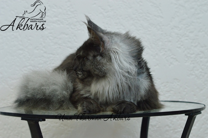 Uma Thurman Akbars - Junior maine-coon 7 months 3.5 weeks