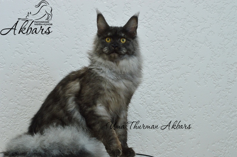 Uma Thurman Akbars - Junior maine-coon 7 months 3.5 weeks
