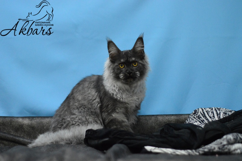 Uma Thurman Akbars - Kitten maine-coon 6 months 2.5 weeks