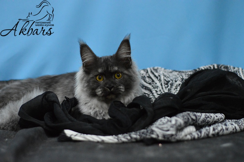 Uma Thurman Akbars - Kitten maine-coon 6 months 2.5 weeks