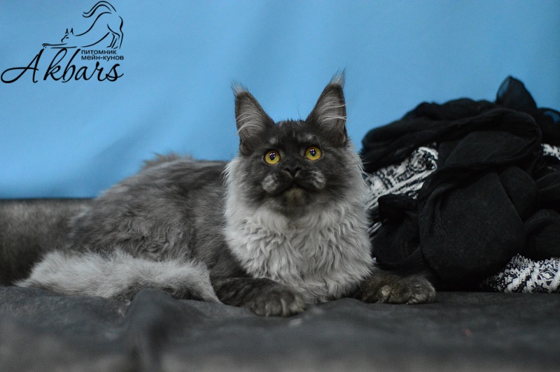 Uma Thurman Akbars - Kitten maine-coon 6 months 2.5 weeks