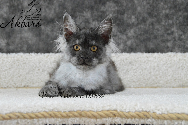 Uma Thurman Akbars - Kitten maine-coon 1 month 2 weeks