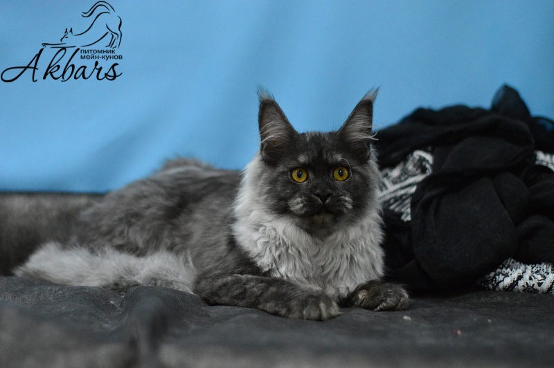 Uma Thurman Akbars - Kitten maine-coon 6 months 2.5 weeks