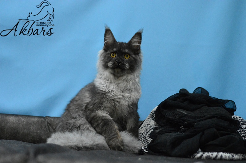 Uma Thurman Akbars - Kitten maine-coon 6 months 2.5 weeks