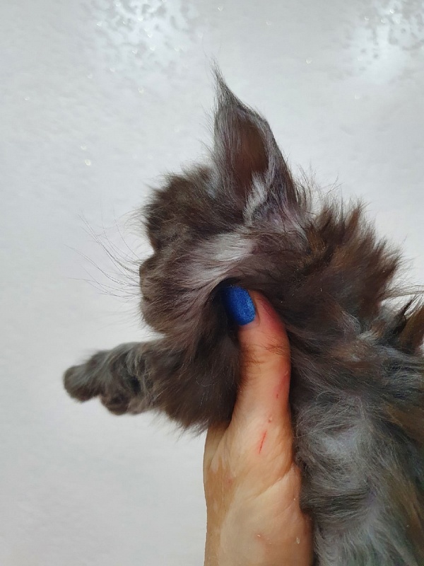 Uma Thurman Akbars - Kitten maine-coon 1 month