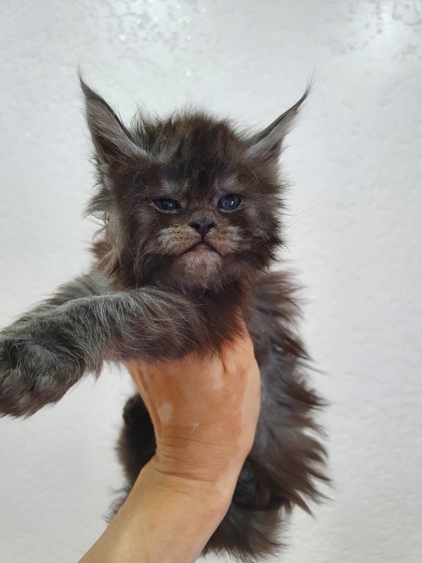 Uma Thurman Akbars - Kitten maine-coon 1 month