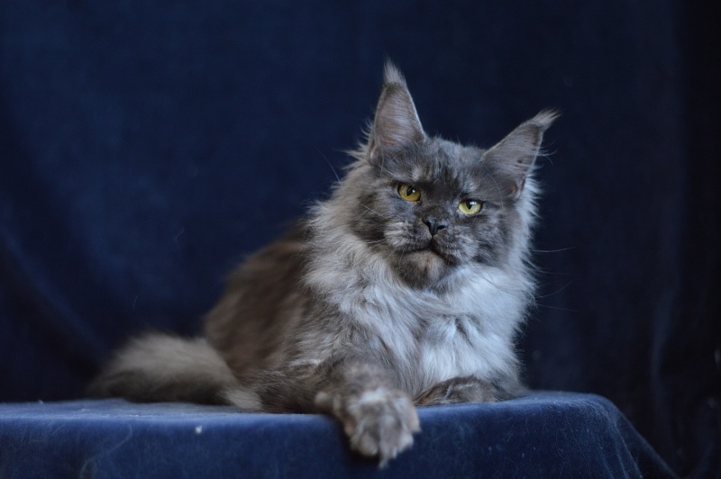 Uma Thurman Akbars - Adult maine-coon 1 year 3.5 months