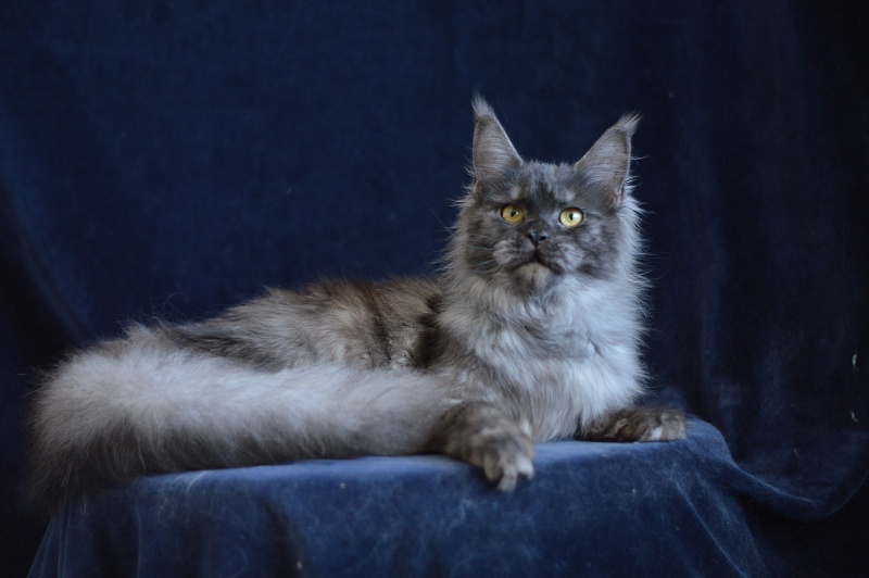 Uma Thurman Akbars - Adult maine-coon 1 year 3.5 months