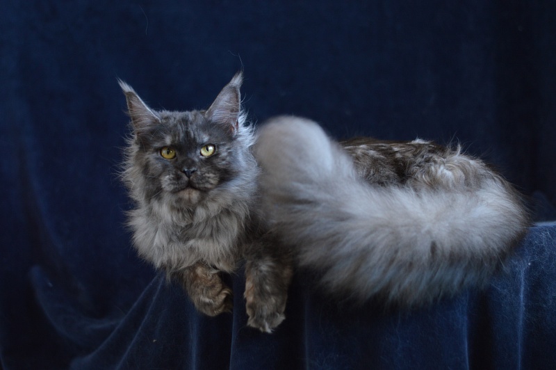 Uma Thurman Akbars - Adult maine-coon 1 year 3.5 months