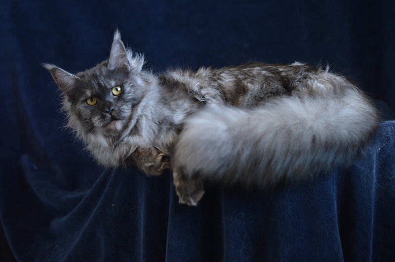 Uma Thurman Akbars - Adult maine-coon 1 year 3.5 months