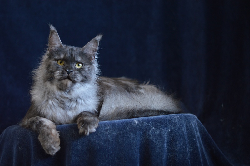 Uma Thurman Akbars - Adult maine-coon 1 year 3.5 months
