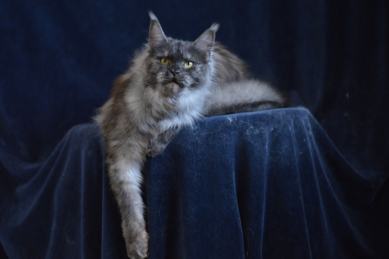 Uma Thurman Akbars - Adult maine-coon 1 year 3.5 months