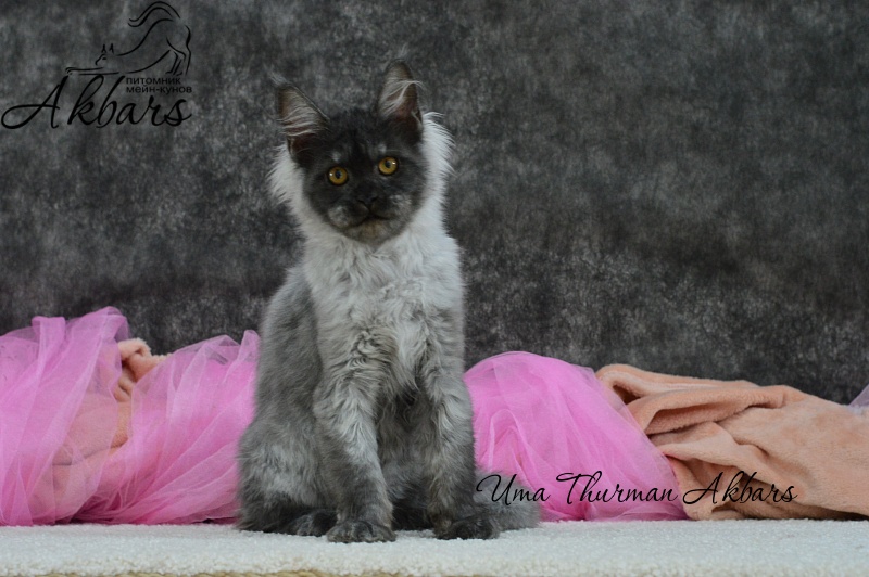 Uma Thurman Akbars - Kitten maine-coon 3 months 0.5 weeks