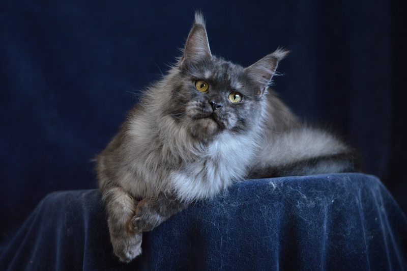 Uma Thurman Akbars - Adult maine-coon 1 year 3.5 months