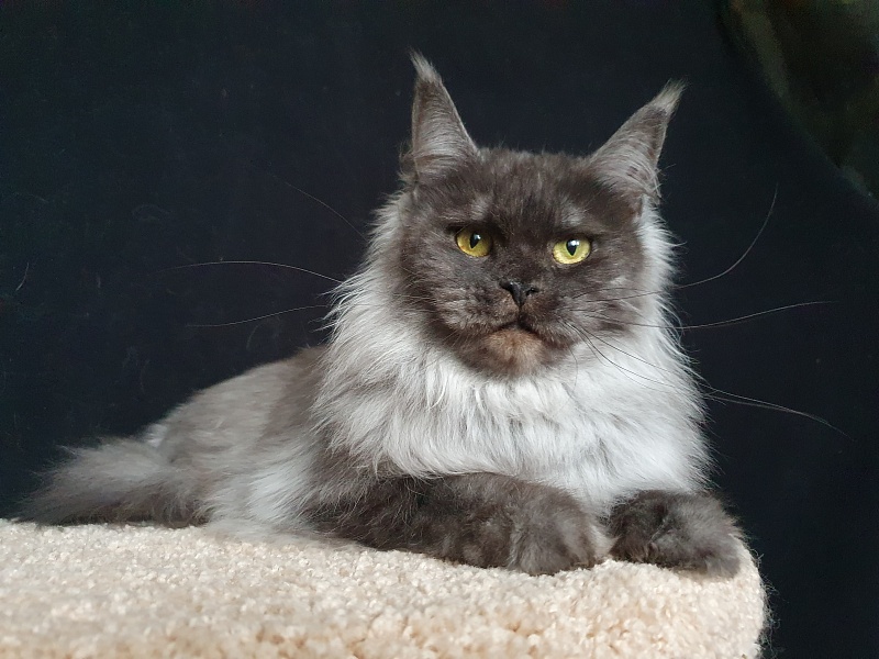 Uma Thurman Akbars - Adult maine-coon 1 year 8 months