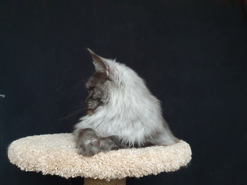 Uma Thurman Akbars - Adult maine-coon 1 year 8 months