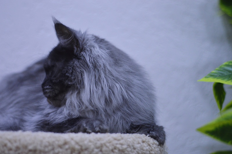 Uma Thurman Akbars - Adult maine-coon 1 year 9 months 2 weeks