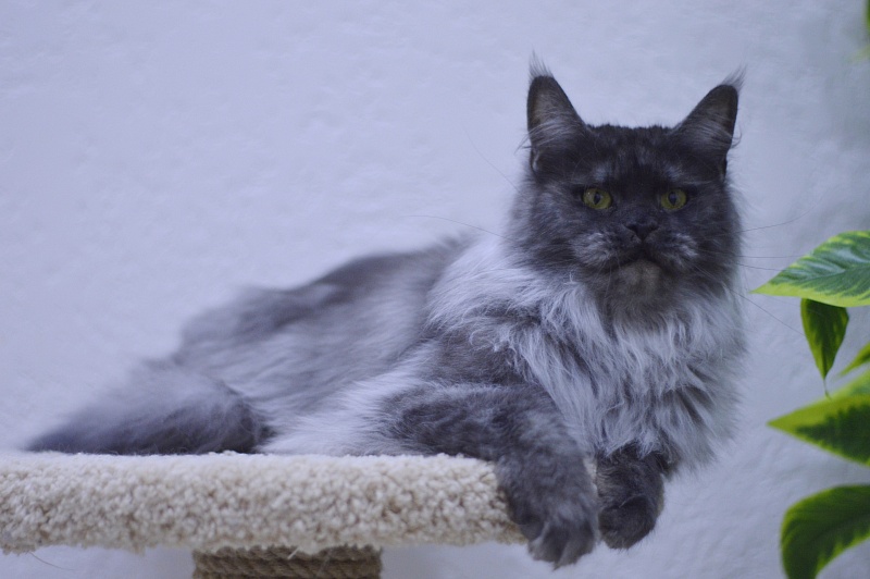 Uma Thurman Akbars - Adult maine-coon 1 year 9 months 2 weeks