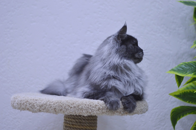 Uma Thurman Akbars - Adult maine-coon 1 year 9 months 2 weeks