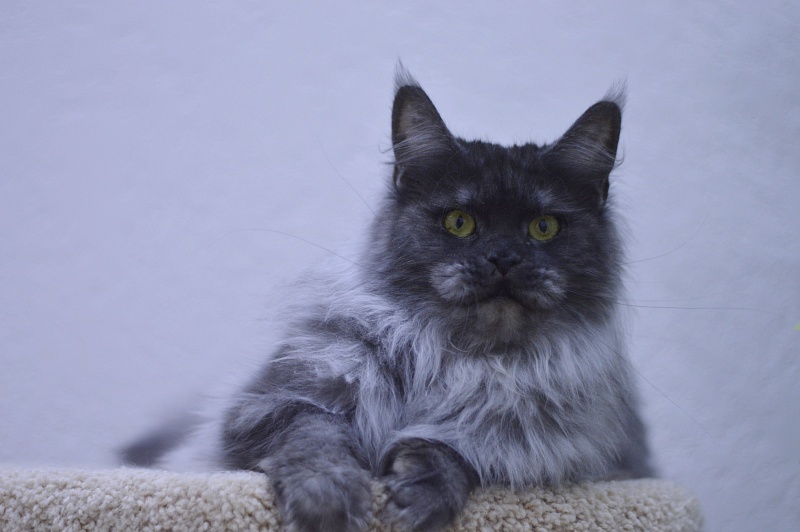 Uma Thurman Akbars - Adult maine-coon 1 year 9 months 2 weeks