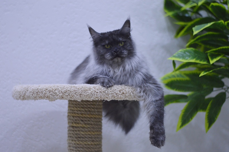 Uma Thurman Akbars - Adult maine-coon 1 year 9 months 2 weeks