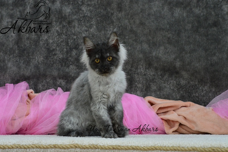Uma Thurman Akbars - Kitten maine-coon 3 months 0.5 weeks