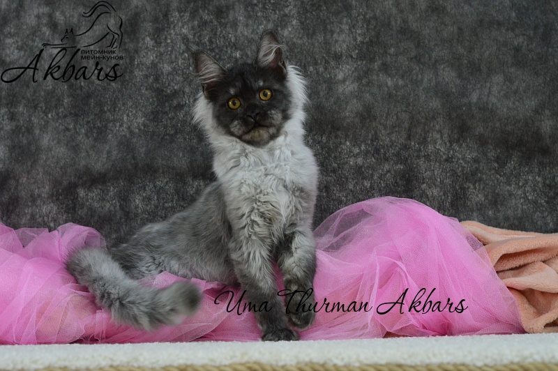 Uma Thurman Akbars - Kitten maine-coon 3 months 0.5 weeks
