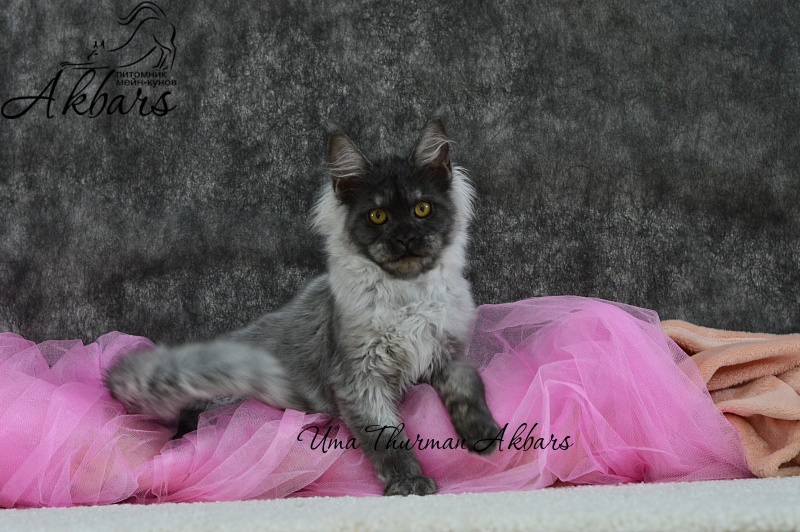 Uma Thurman Akbars - Kitten maine-coon 3 months 0.5 weeks