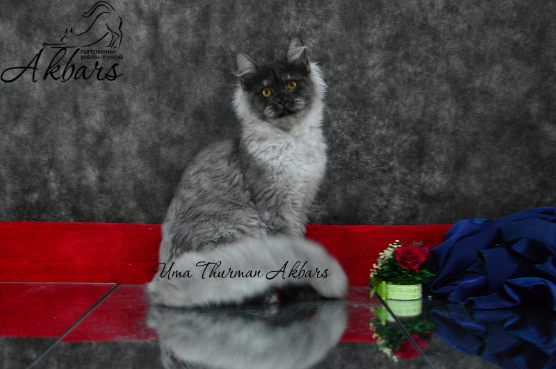 Uma Thurman Akbars - Kitten maine-coon 4 months